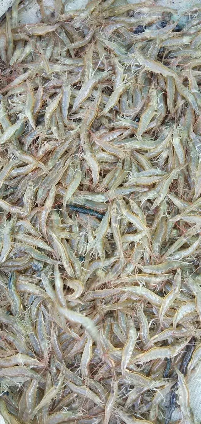 Small dried shrimp spread out across a mat in the sun