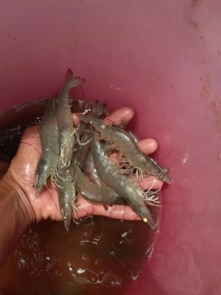 A hand lifting a fistful of live grey shrimp out of a pink tub of pond water