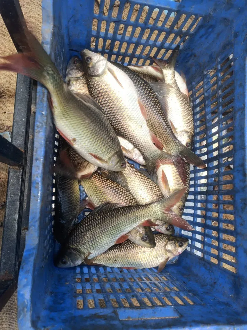 Harvested fish stacked head to tail in a blue plastic crate