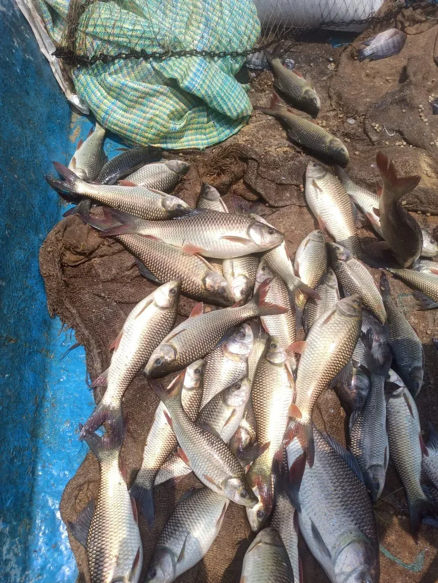 Freshly netted fish heaped on a net beside a blue tub at the pond