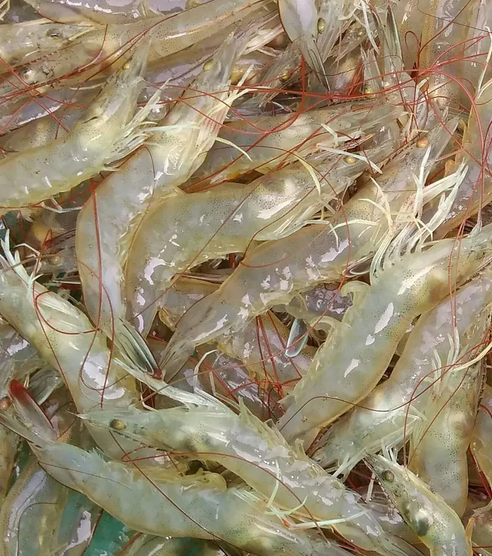 Freshly harvested shrimp piled close together, pale and glistening